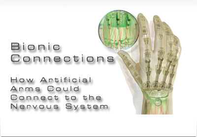 Bionic Connections
