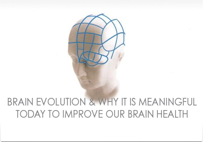 Brain Evolution