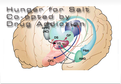 Salt co opted by drug addiction